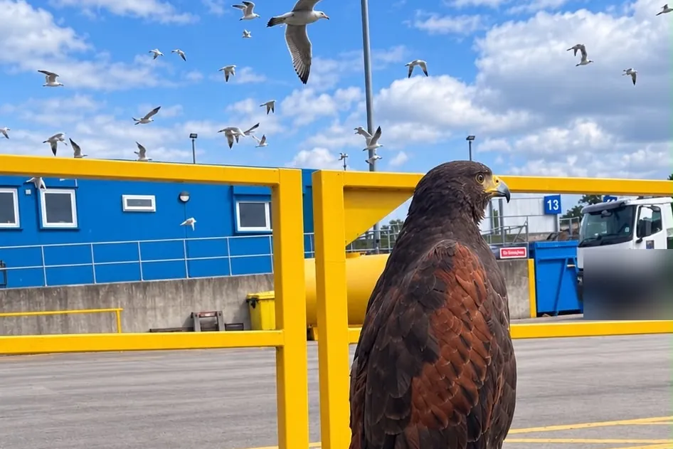 Harris’s hawk watching gulls over a waste site
