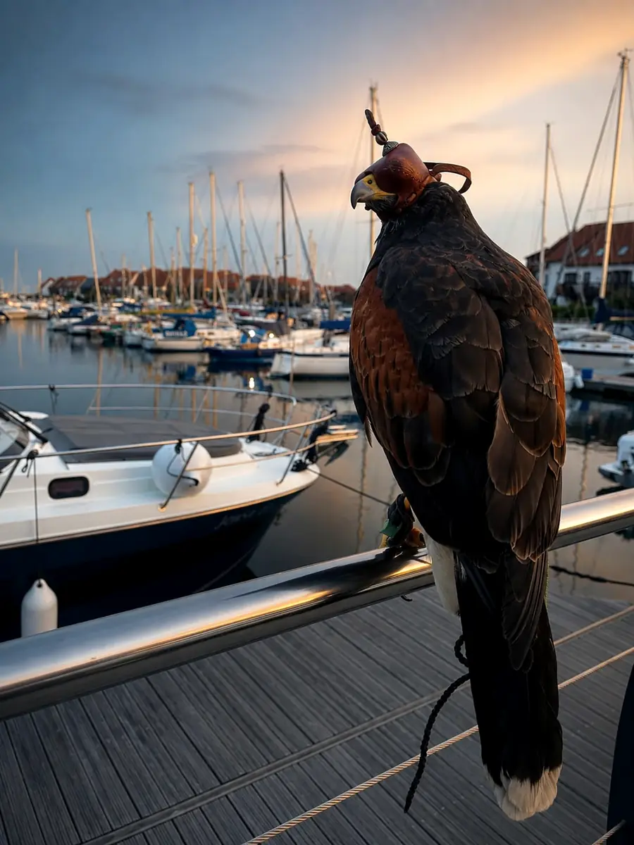 Steven’s hooded Harris’s hawk at a marina